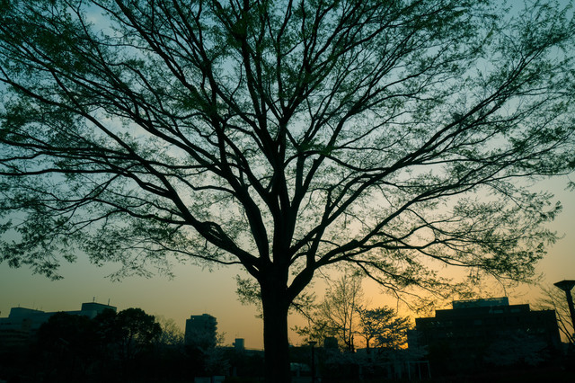 共同墓地.jpg